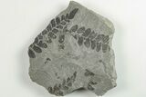3.4" Pennsylvanian Fossil Fern (Neuropteris) Plate - Kentucky - #201618-1